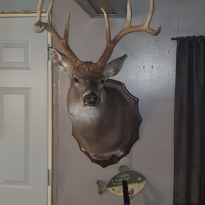 Meet your Posher, Randall